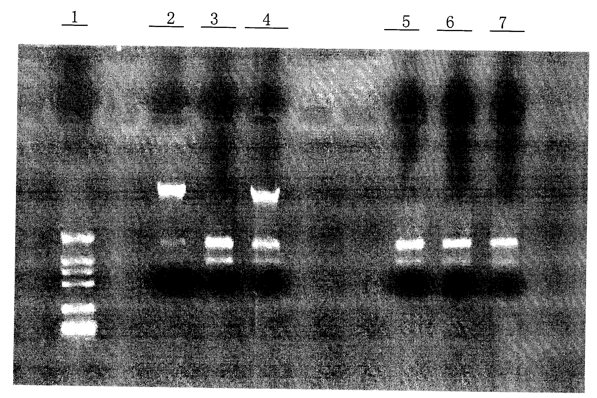 Ribonucleic acid (RNA) extraction kit without deoxyribonucleic acid (DNA) residues and RNA extraction method