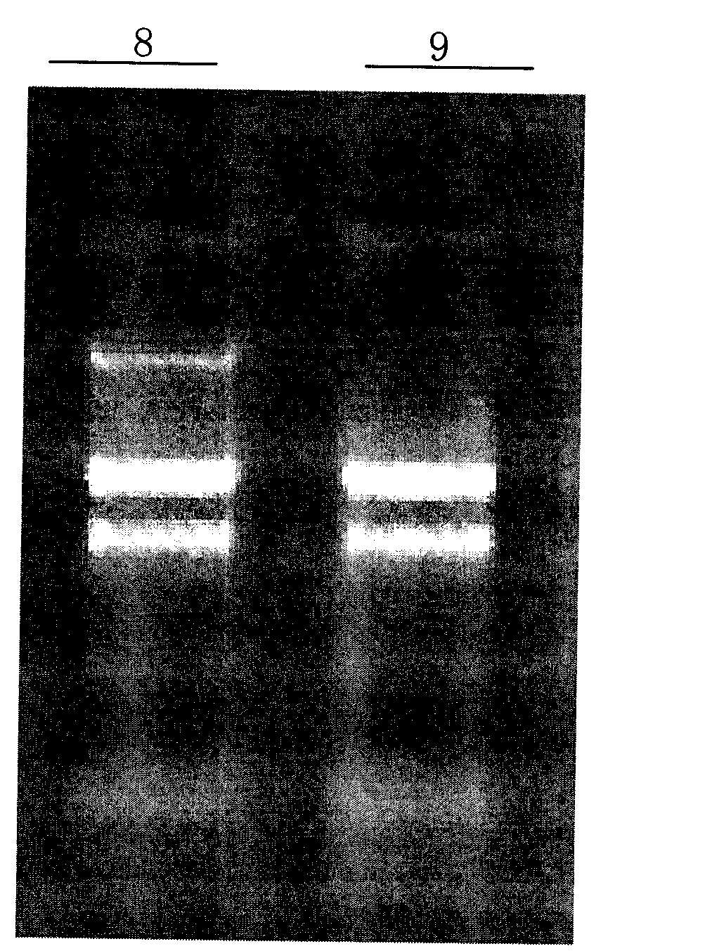 Ribonucleic acid (RNA) extraction kit without deoxyribonucleic acid (DNA) residues and RNA extraction method