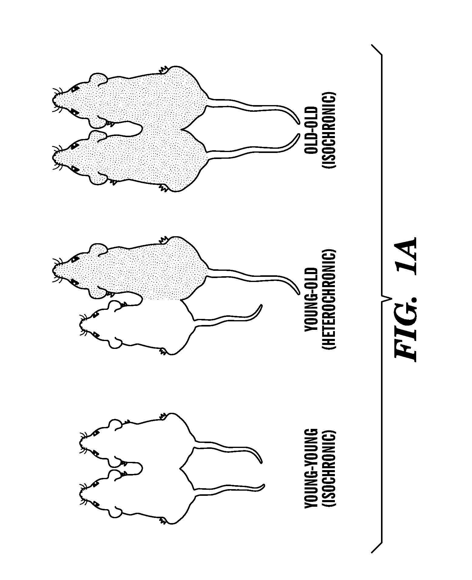 Ccr3 modulation in the treatment of aging-associated impairments, and compositions for practicing the same