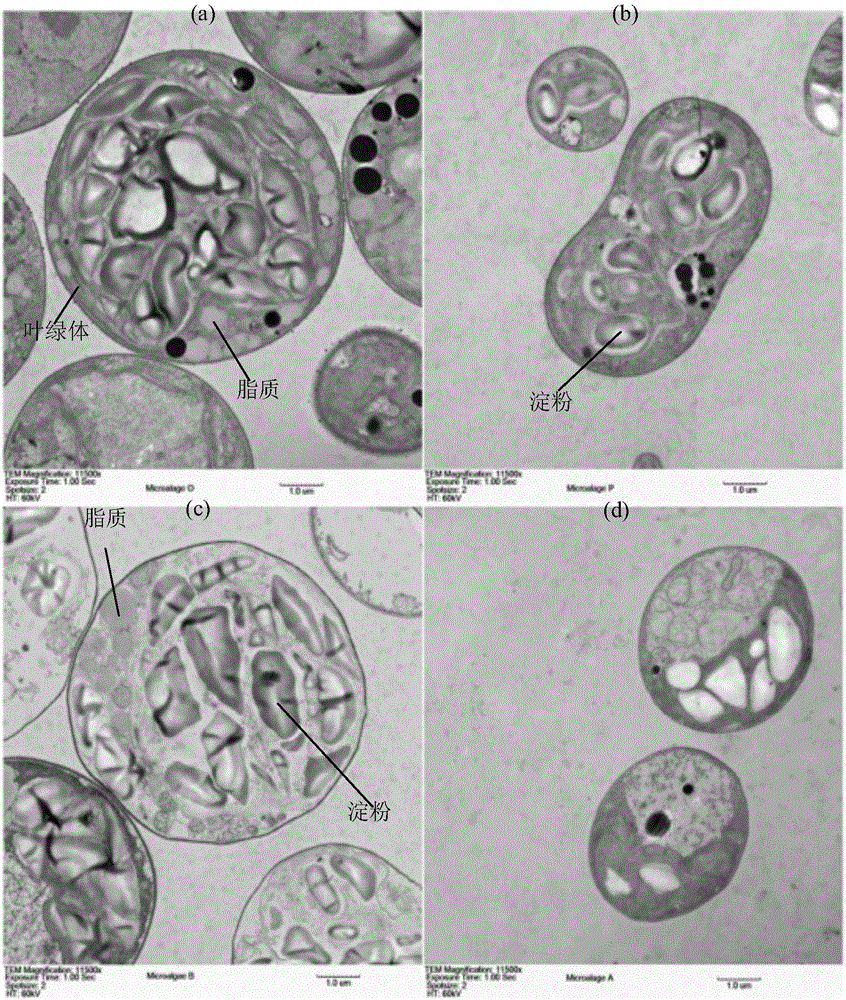 Method for nitrogen abundance transformation treatment of wastewater with high ammonia nitrogen