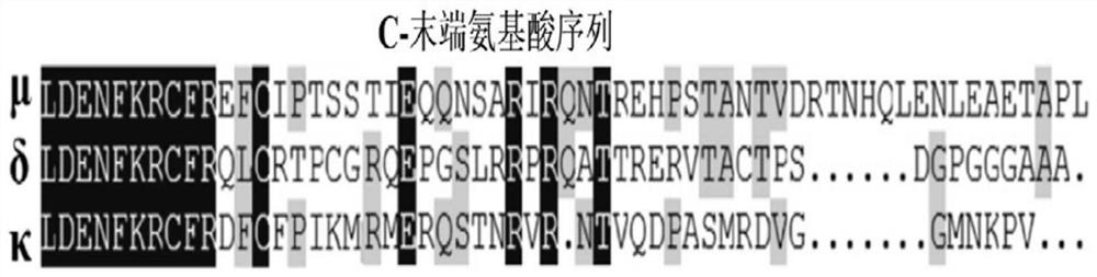 A polypeptide capable of alleviating morphine tolerance and side effects and its application