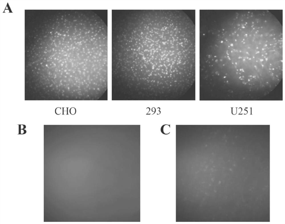 A polypeptide capable of alleviating morphine tolerance and side effects and its application