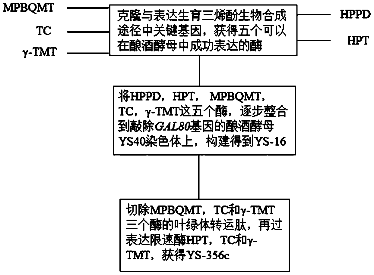 Enzymes expressed in saccharomyces cerevisiae, genetically engineered bacterium highly producing alpha- and gamma-tocotrienols as well as construction method of genetically engineered bacterium