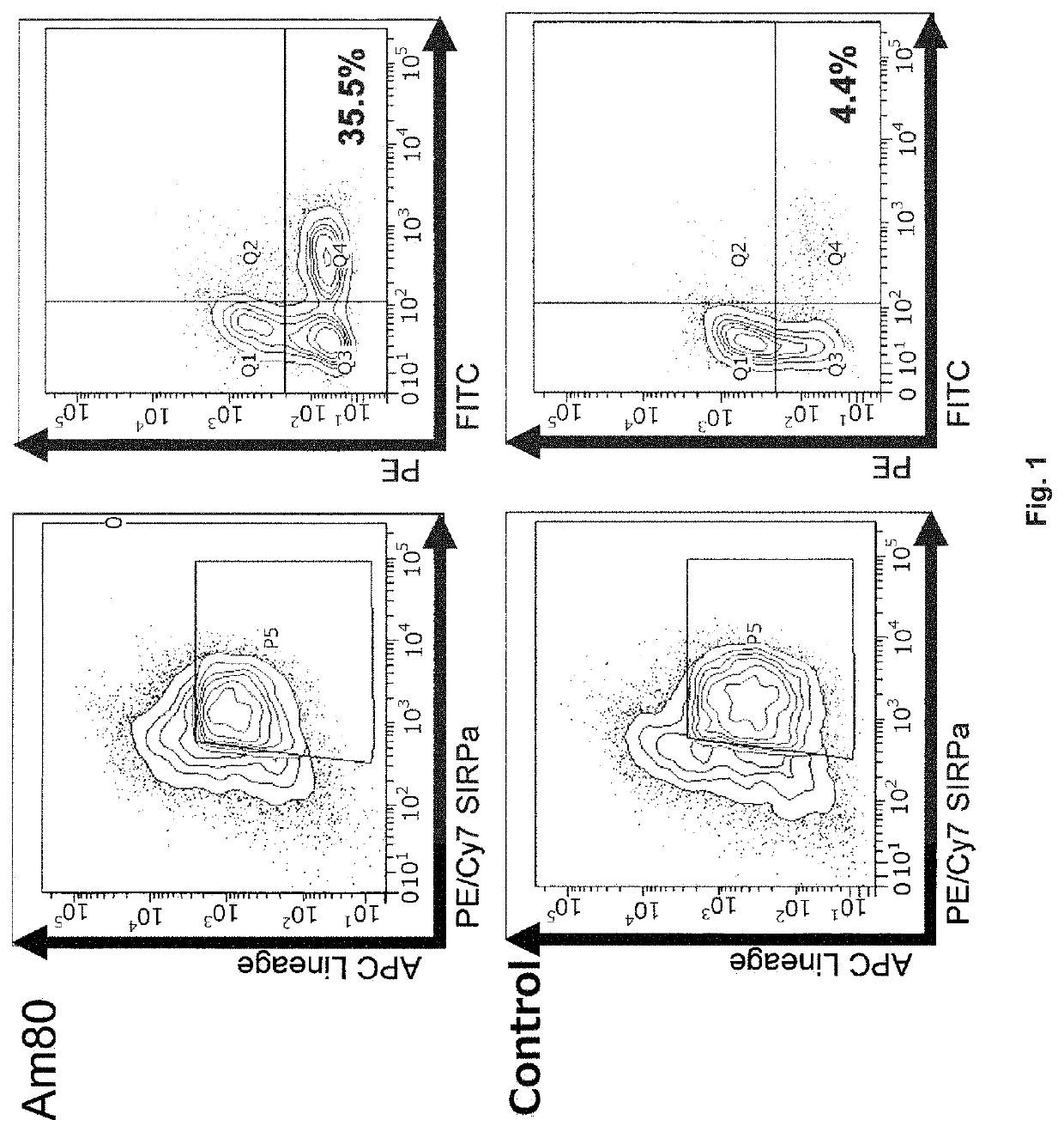 Cardiomyocyte proliferation promoting agent and use thereof