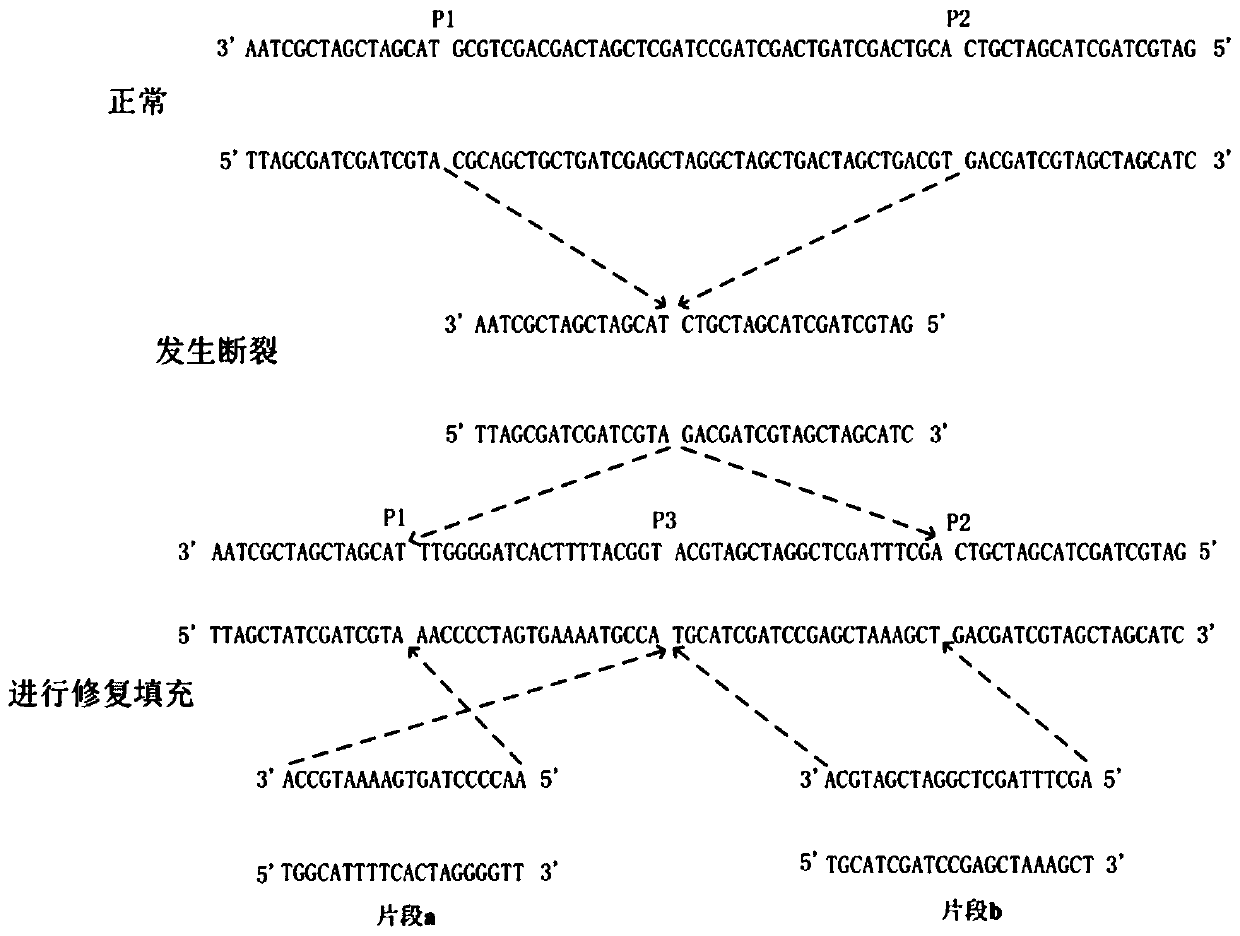 High-fault-tolerance genome complex structure variation detection method based on filtering strategy