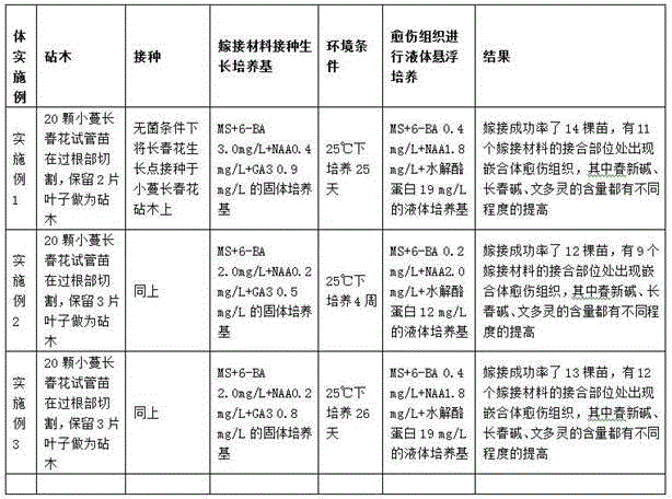 Method for building cell culture system for chimera obtained through grafting vinca rosea to vinca minor