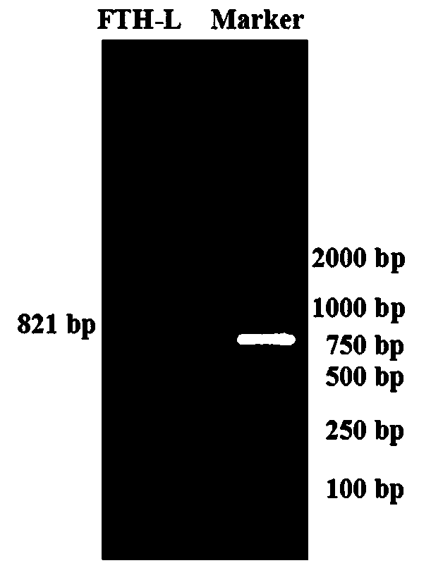 Method for rapidly obtaining coding region sequence of goose ferritin heavy-chain gene and quantitatively detecting expression of gene, and primers thereof