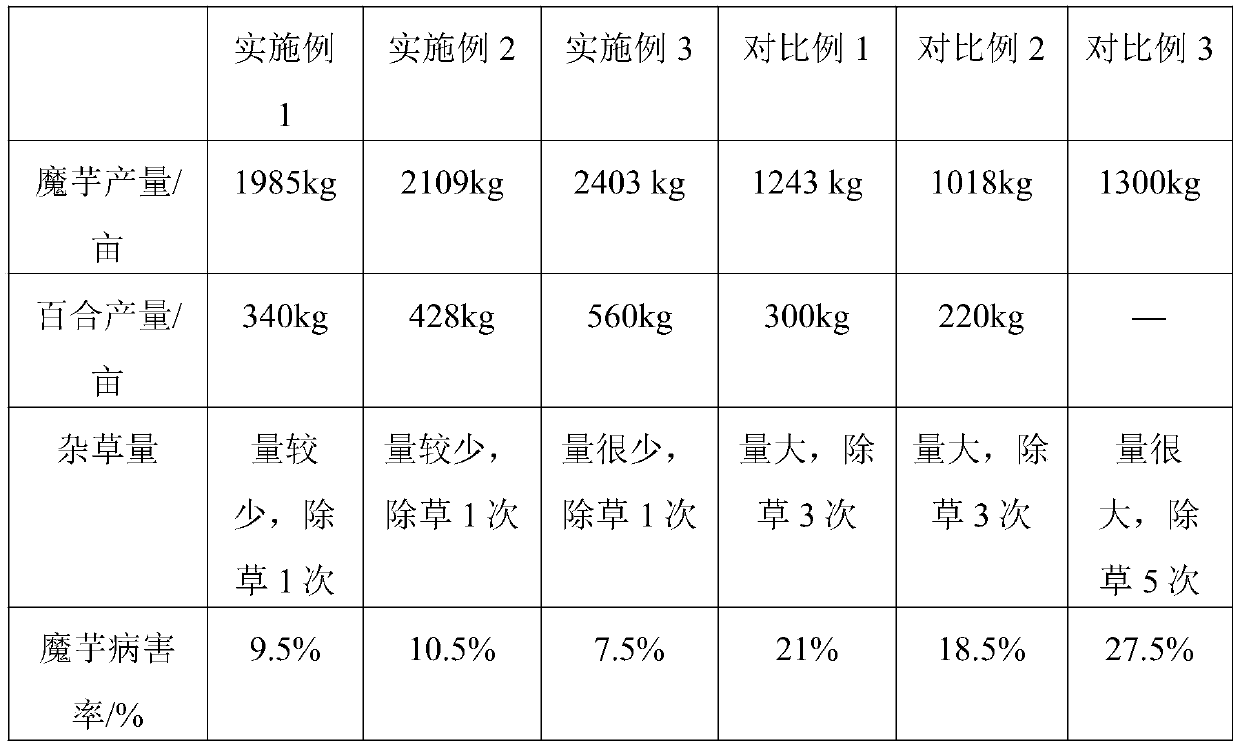 Cultivation method of intercropping konjac and lilies