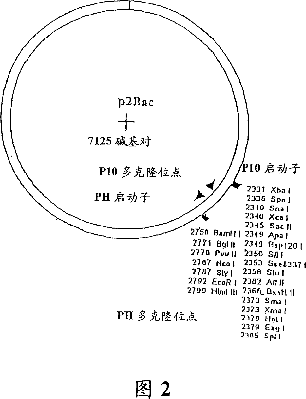 Method and composition for altering a t cell mediated pathology