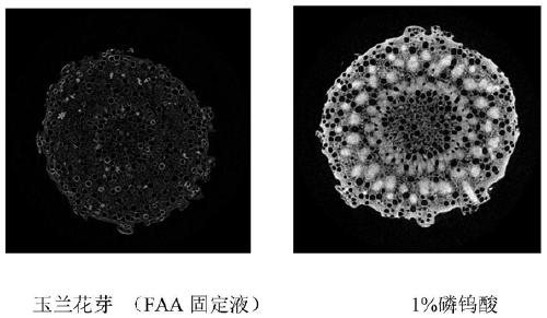 Method for enhancing contrast of microscopic CT plant sample