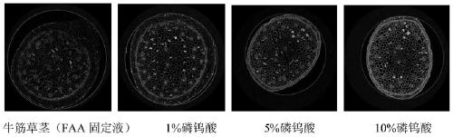 Method for enhancing contrast of microscopic CT plant sample