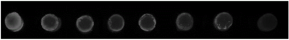 Fluorescent gold nano-cluster gel and preparation method thereof