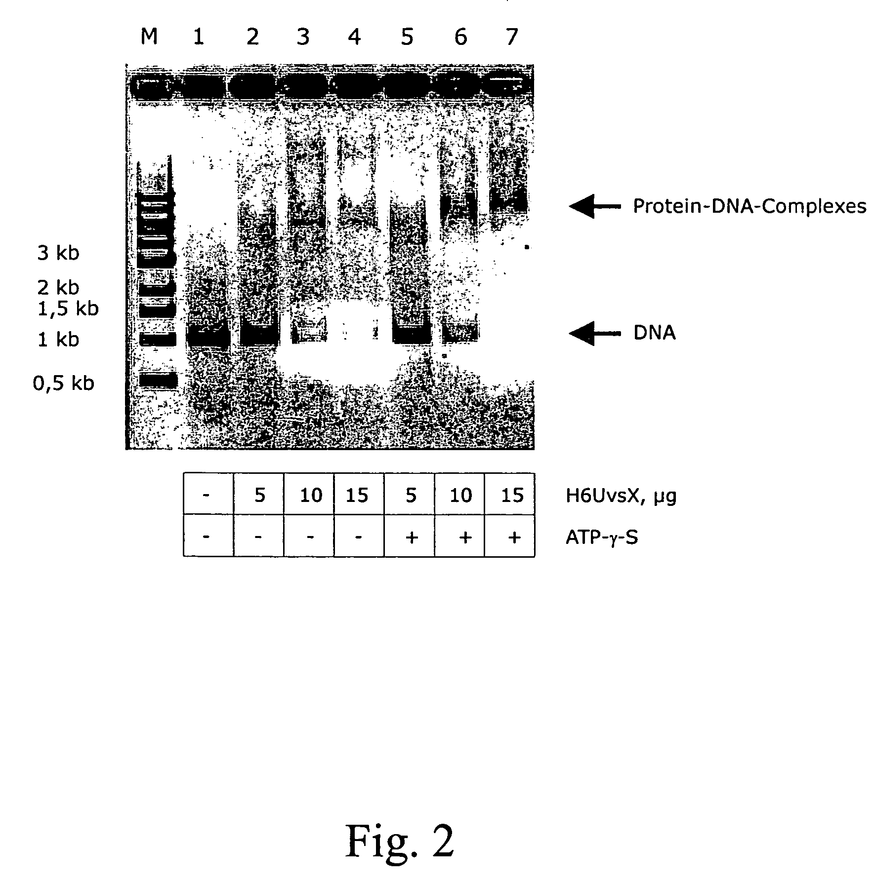 Modular transfection systems