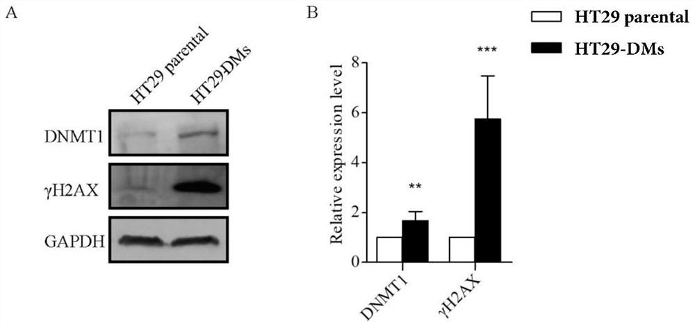 Application of dnmt1 protein inhibitor in the preparation of drugs for reversing the drug resistance of mtx-resistant tumor cells