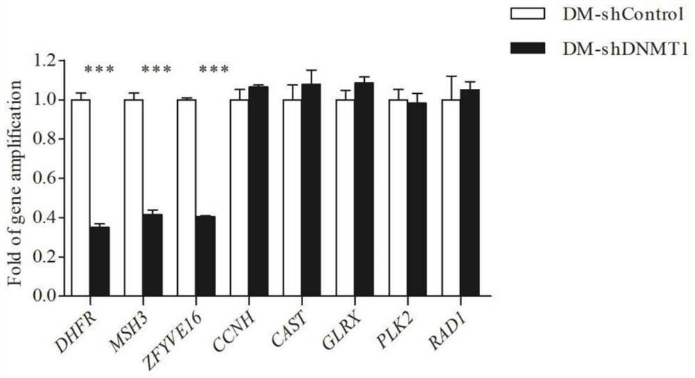 Application of dnmt1 protein inhibitor in the preparation of drugs for reversing the drug resistance of mtx-resistant tumor cells