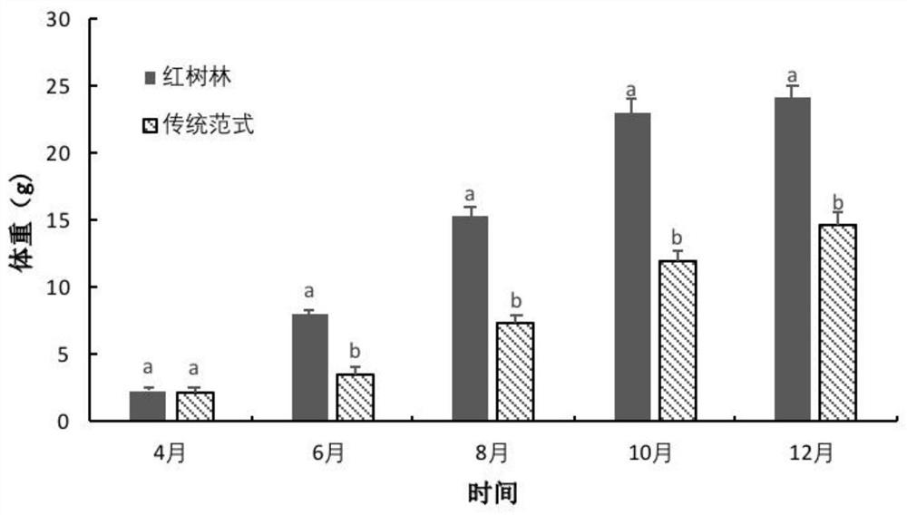 Coupling method of planting and raising Mudskipper in mangrove area