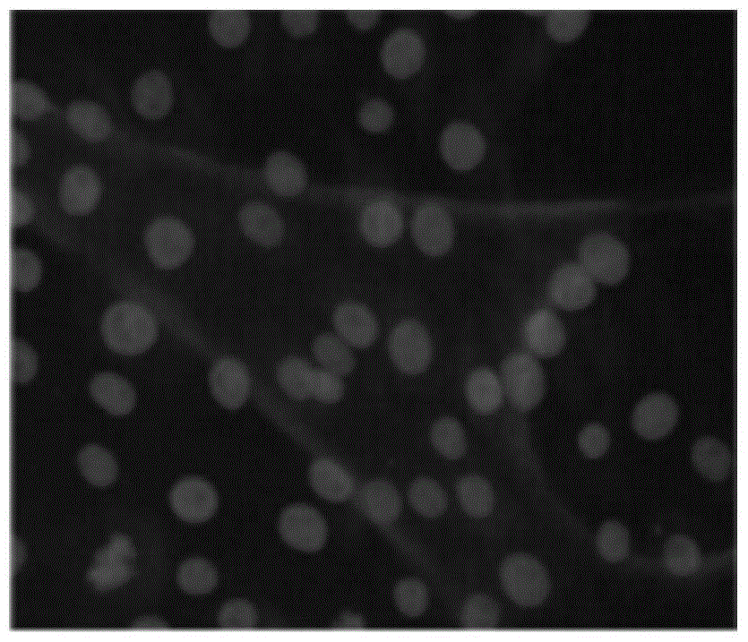 Dairy cattle mammary epithelial cell immortalizing method