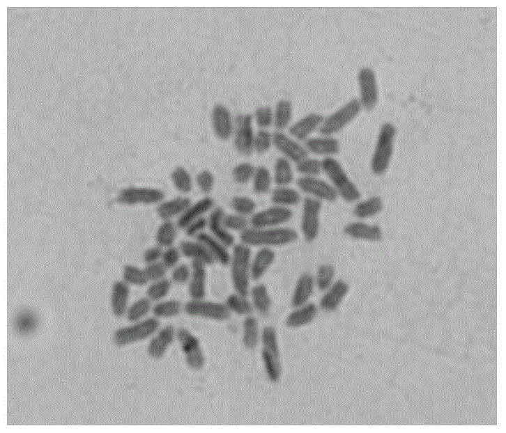 Dairy cattle mammary epithelial cell immortalizing method