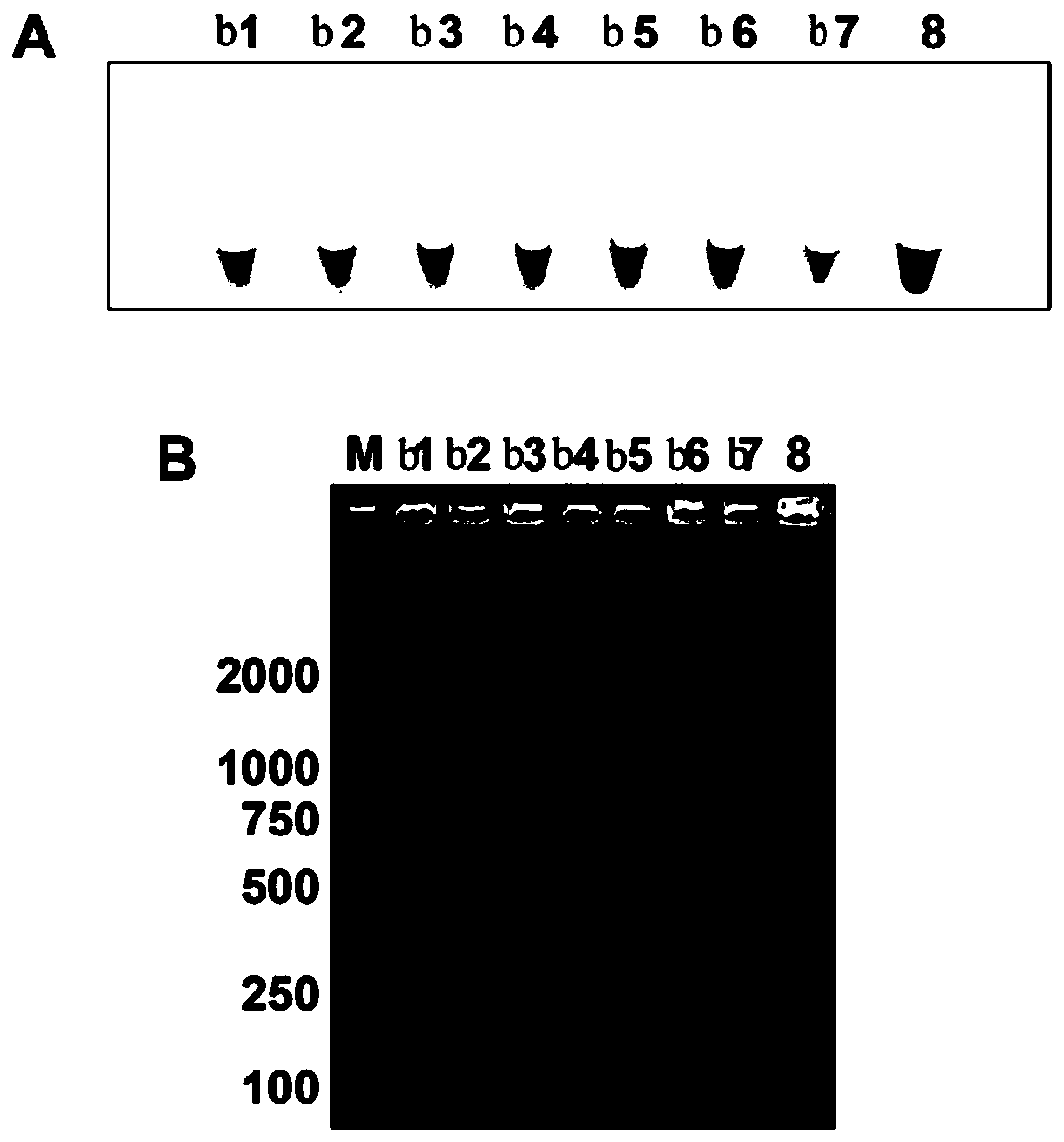 LAMP primer for rapidly detecting apple brown spot bacteria, and detection method and kit thereof