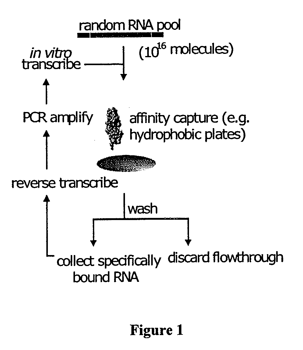 Gene knock-down by intracellular expression of aptamers