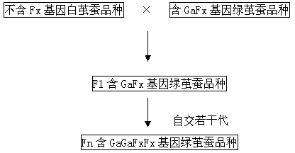 Method for cultivating natural green cocoon silkworm variety