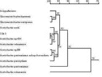 Acetobacter strain and application thereof