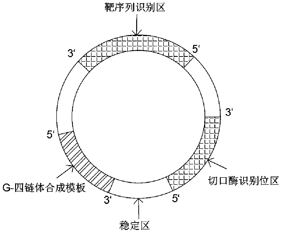 Method for rapidly detecting fusarium DNA