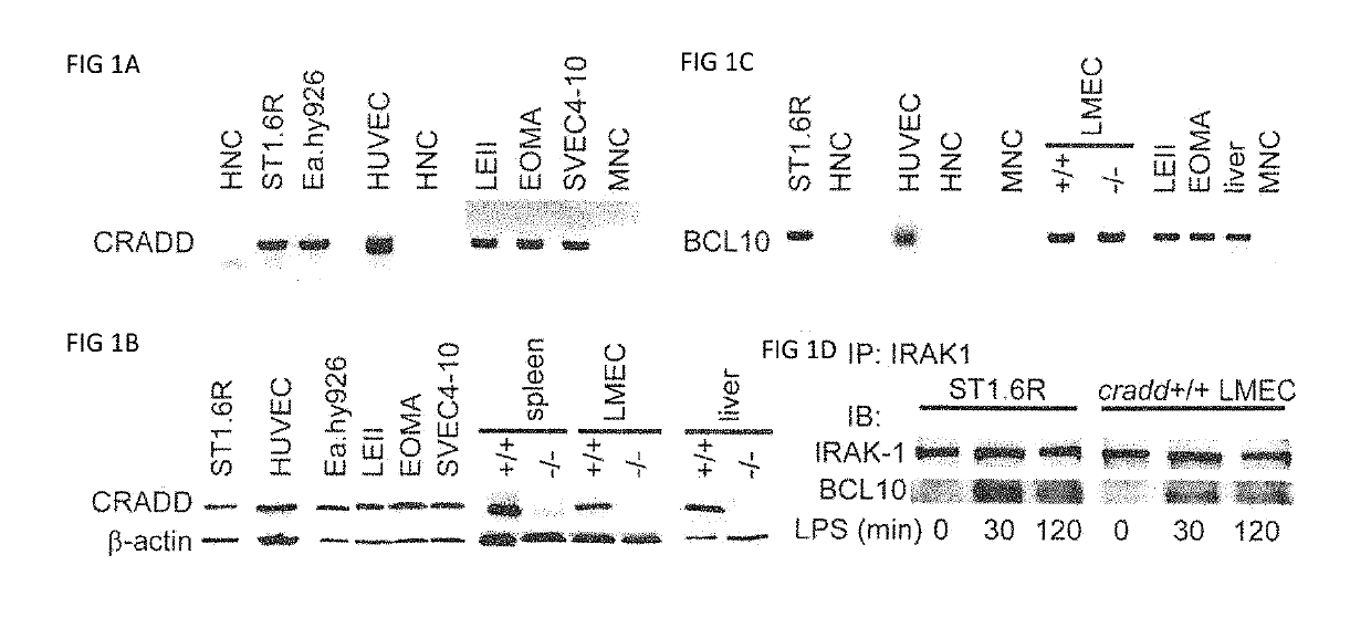 Compositions and methods for preventing and reducing inflammation and treating disorders associated with inflammation