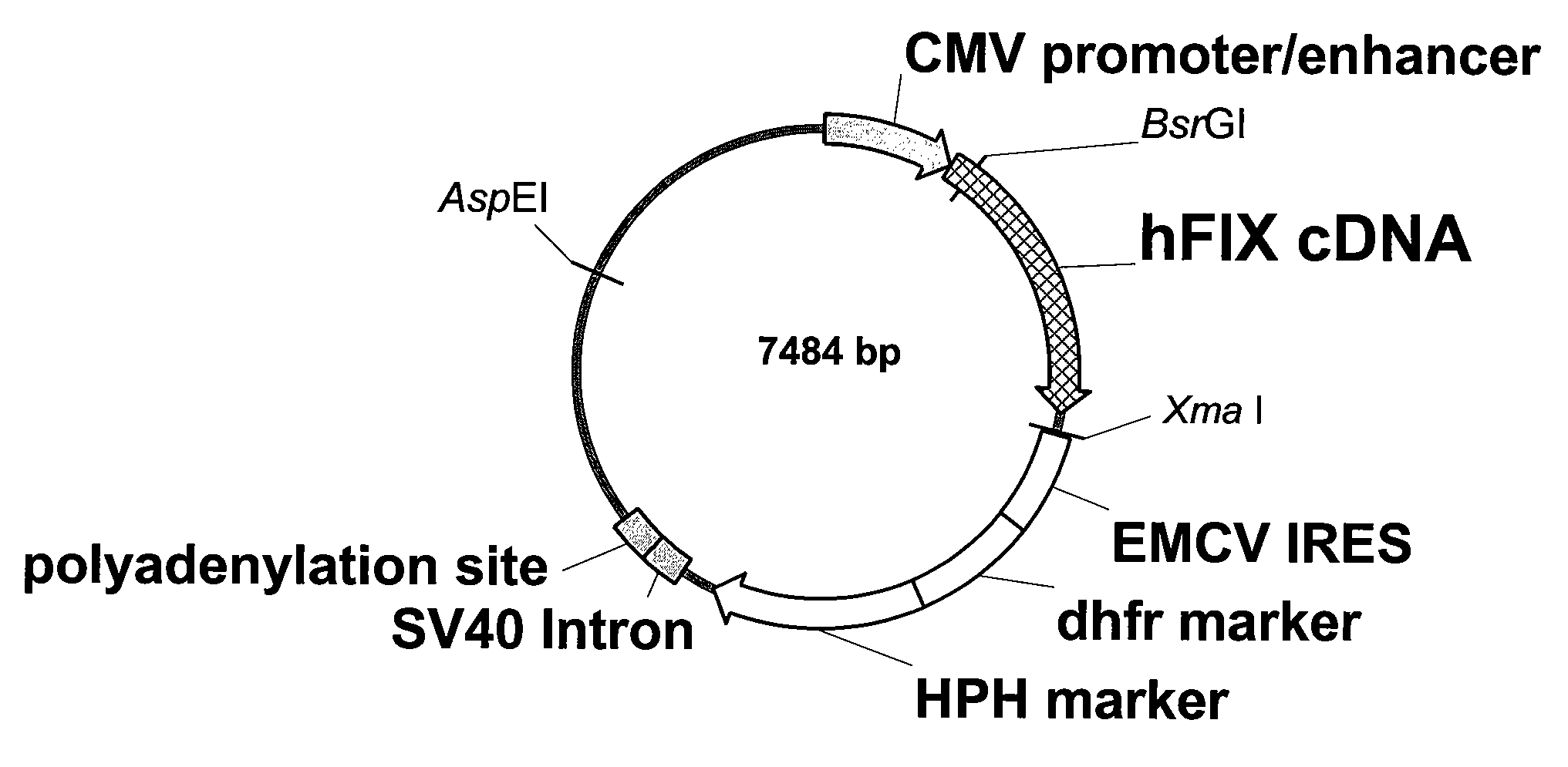 FIX-Mutant Proteins for Hemophilia B Treatment