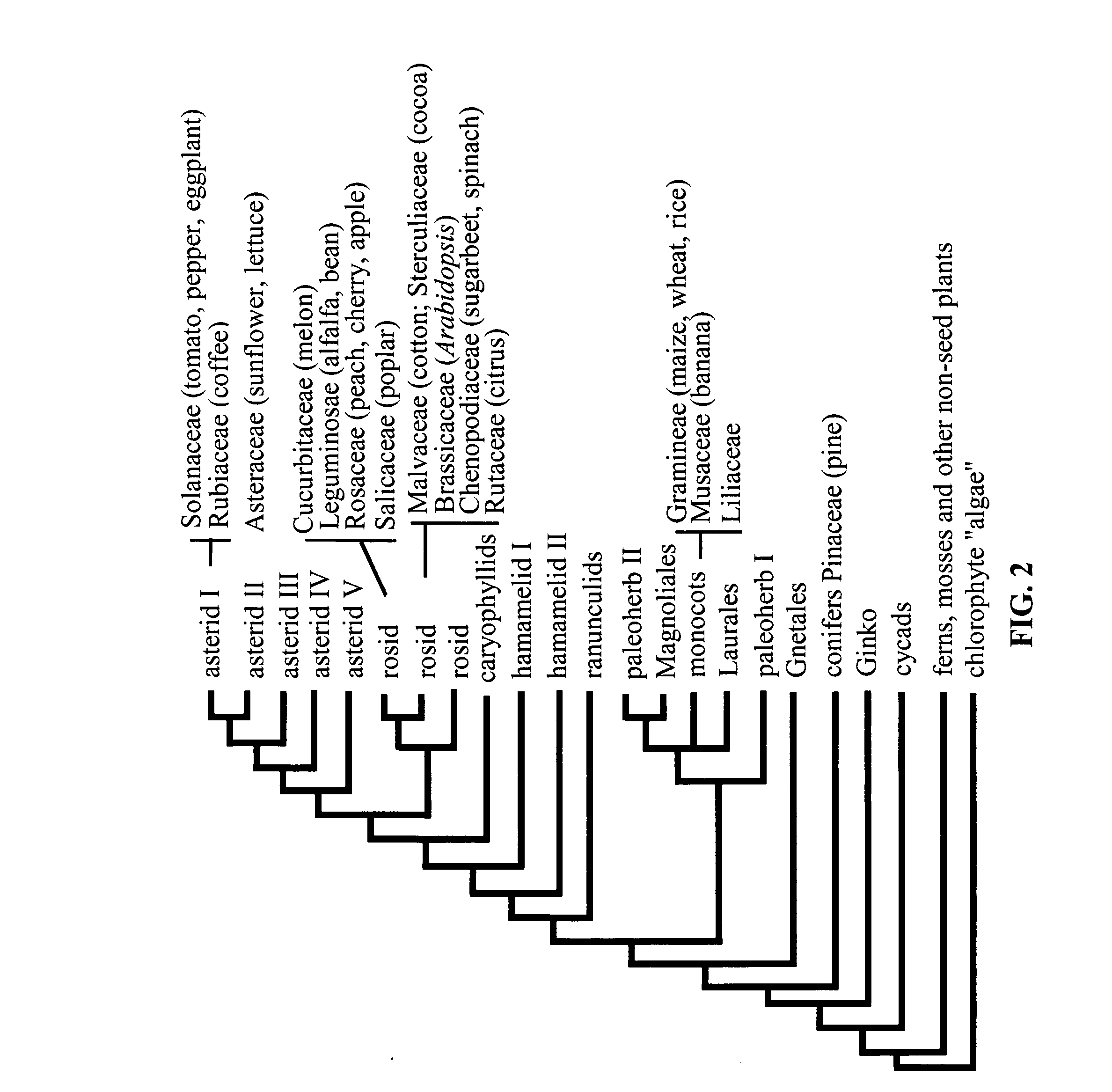 Plant transcriptional regulators of abiotic stress