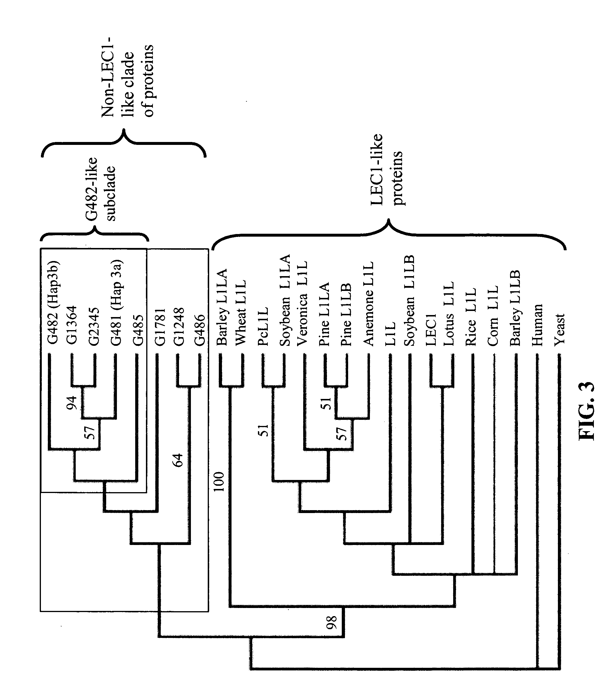 Plant transcriptional regulators of abiotic stress