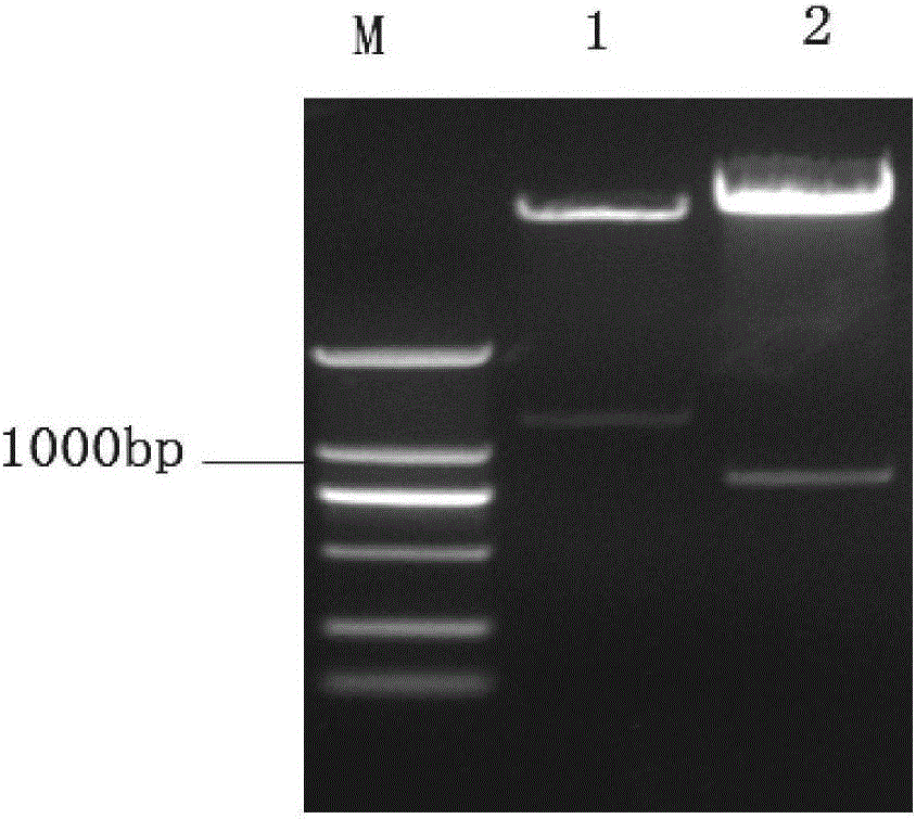 Biotechnological breeding method for obtaining antiviral seedless grapes