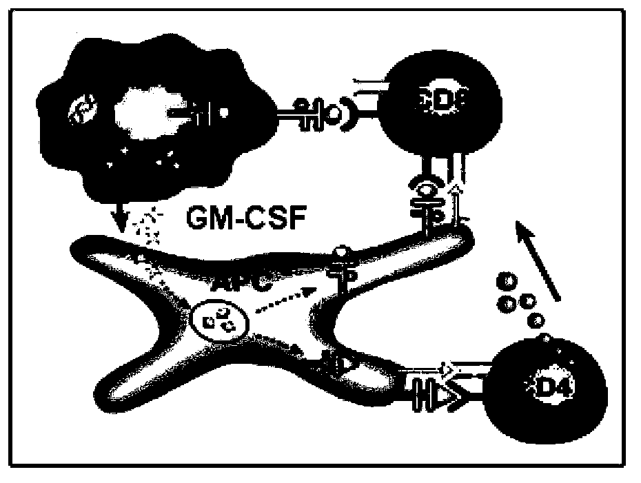 Controlled-release hepatoma cell vaccine depending on granulocyte-macrophage colony-stimulating factor (GM-CSF) wrapped by nanoparticles