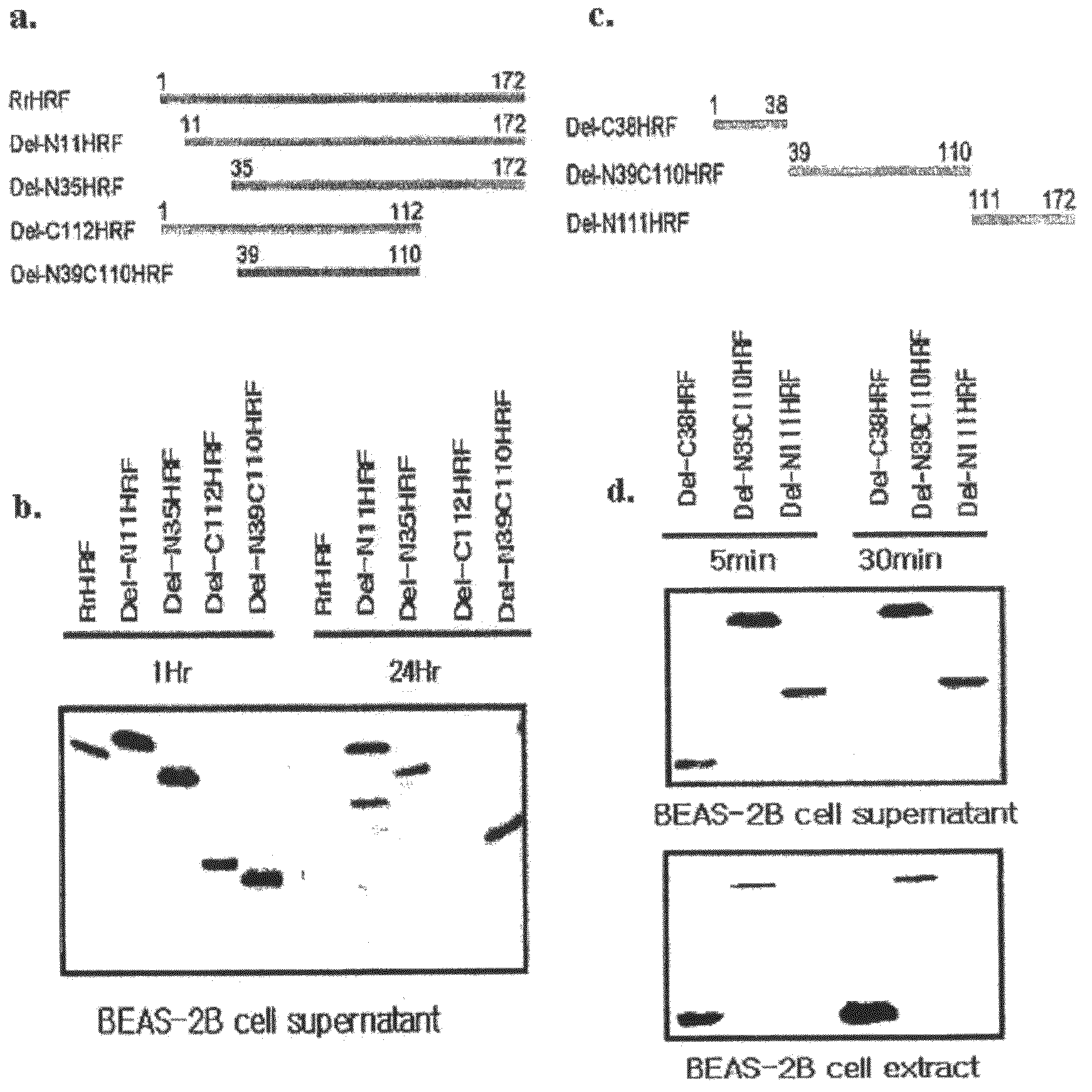 Peptide having cell membrane penetrating activity