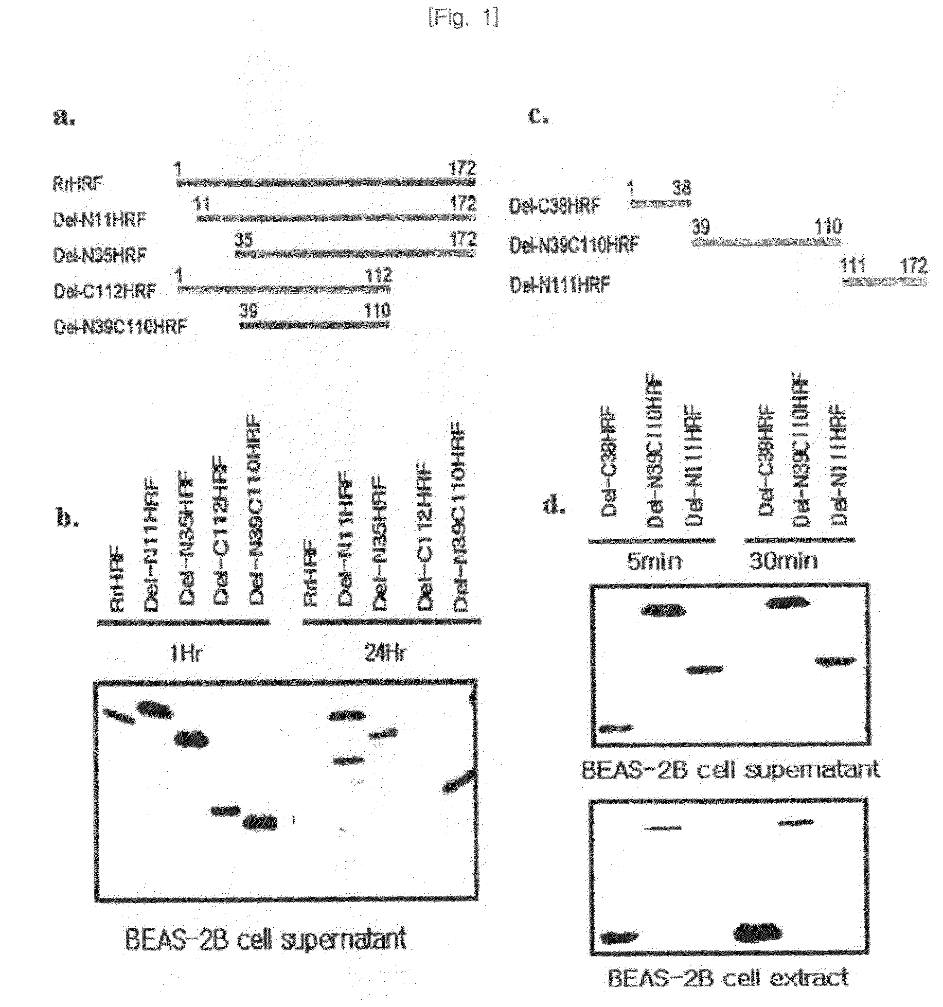 Peptide having cell membrane penetrating activity