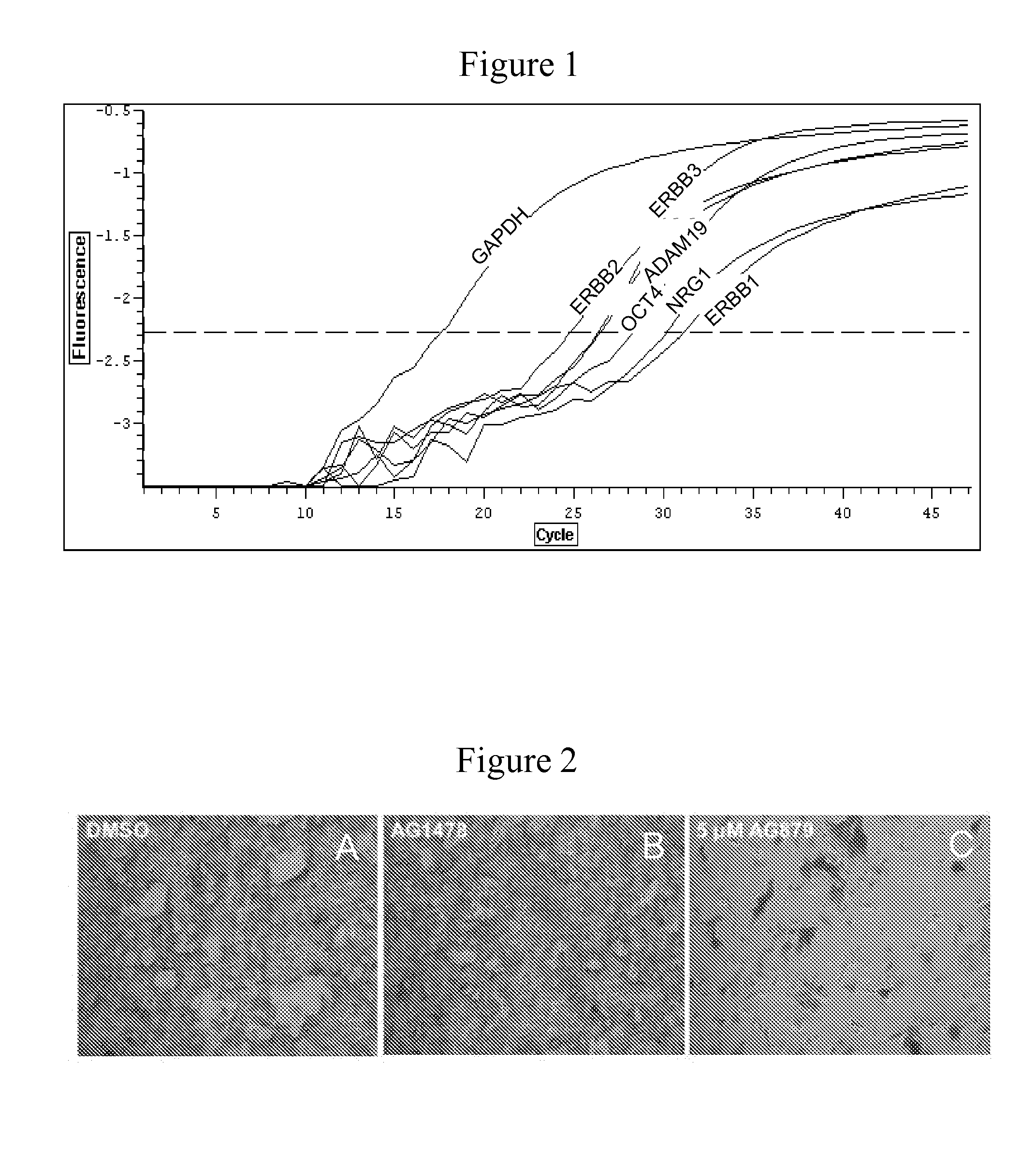 Compositions and methods useful for culturing differentiable cells