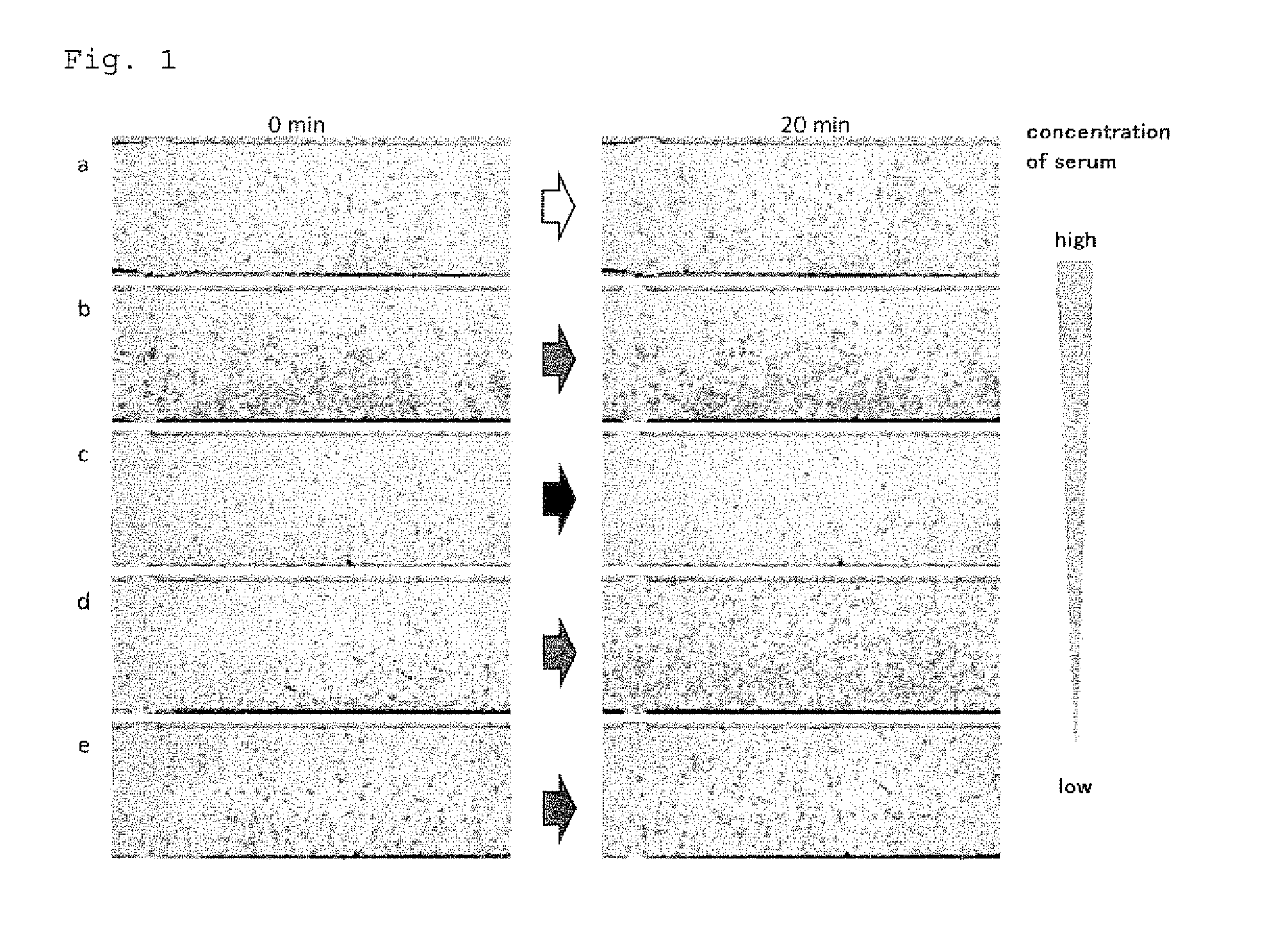 Rapid allergy testing method