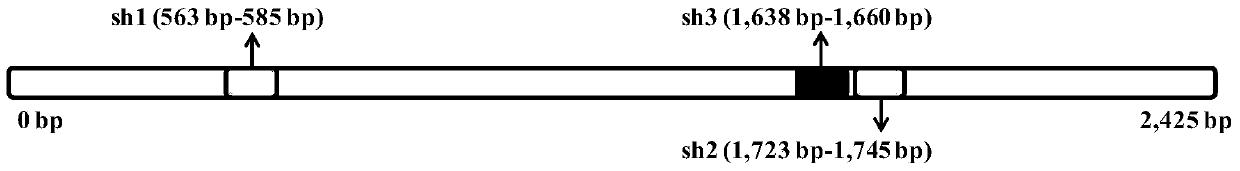 A method of silencing the ifnar1 gene in the df‑1 cell line