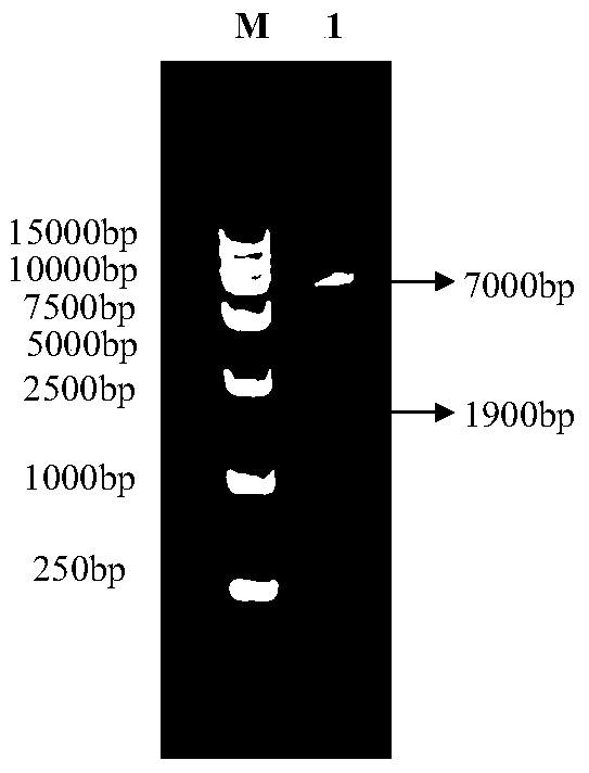 A method of silencing the ifnar1 gene in the df‑1 cell line