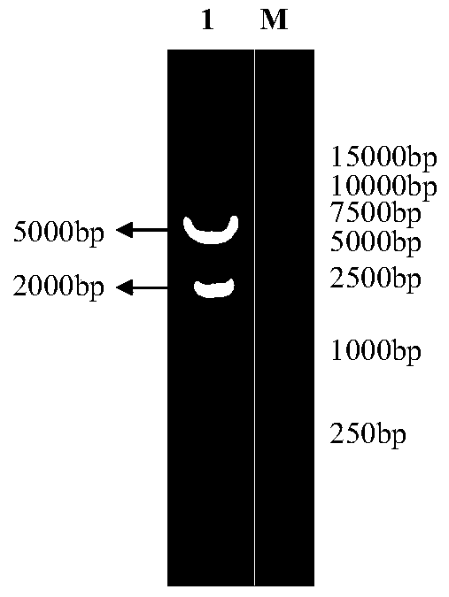 A method of silencing the ifnar1 gene in the df‑1 cell line