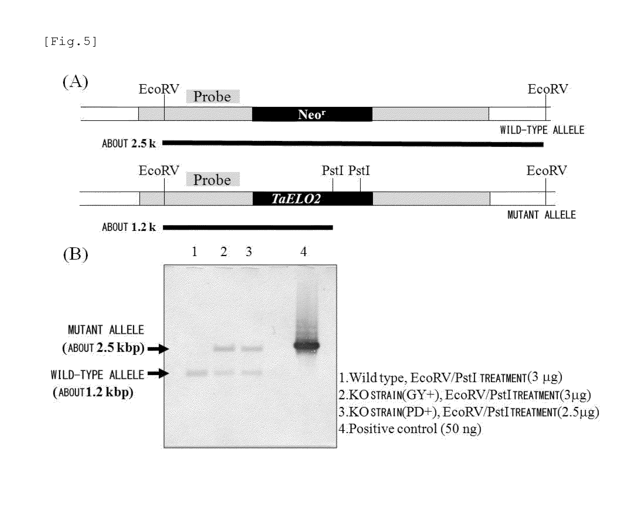 Method for transformation of stramenopile