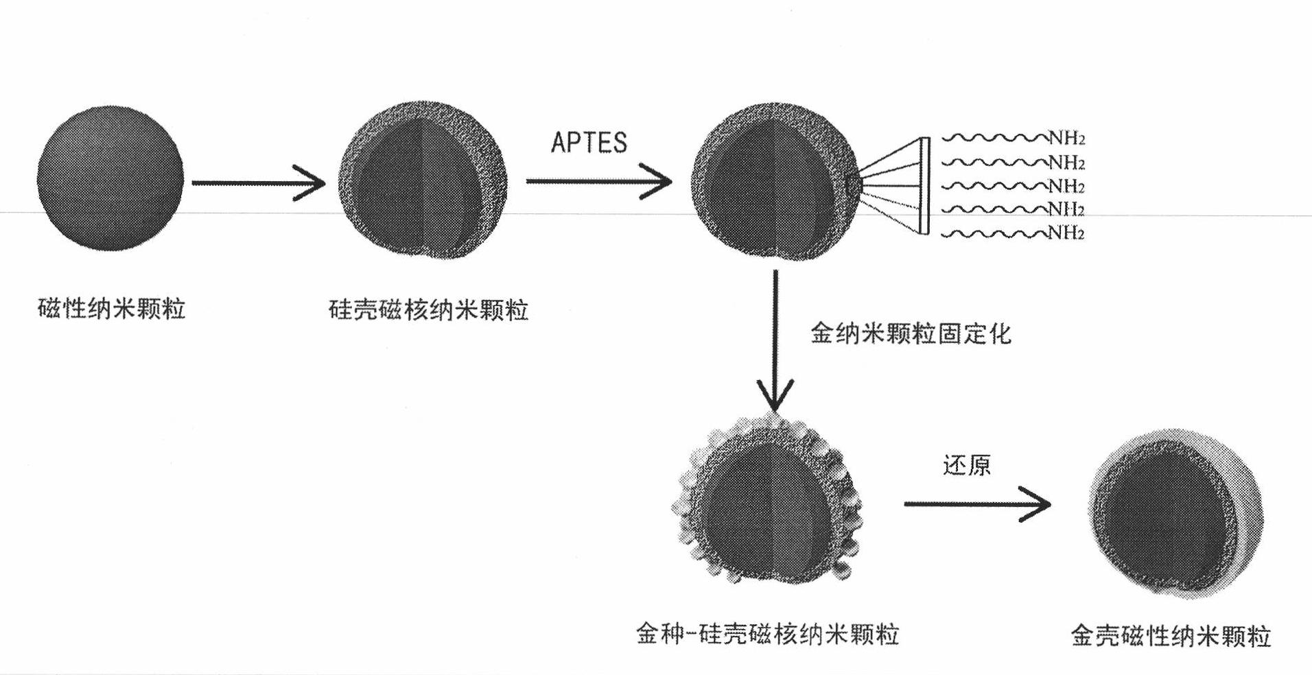 Gold shell magnetic nanoparticles, preparation thereof and use thereof