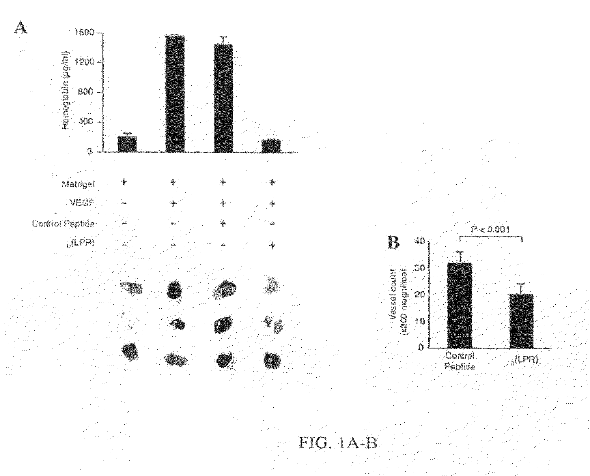 Vegfr-1/nrp-1 targeting peptides