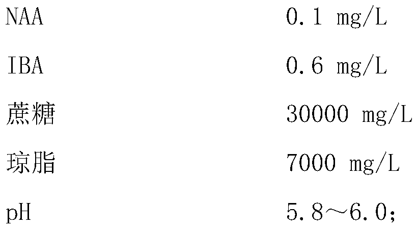 The method for doubling haplobiont of gerbera