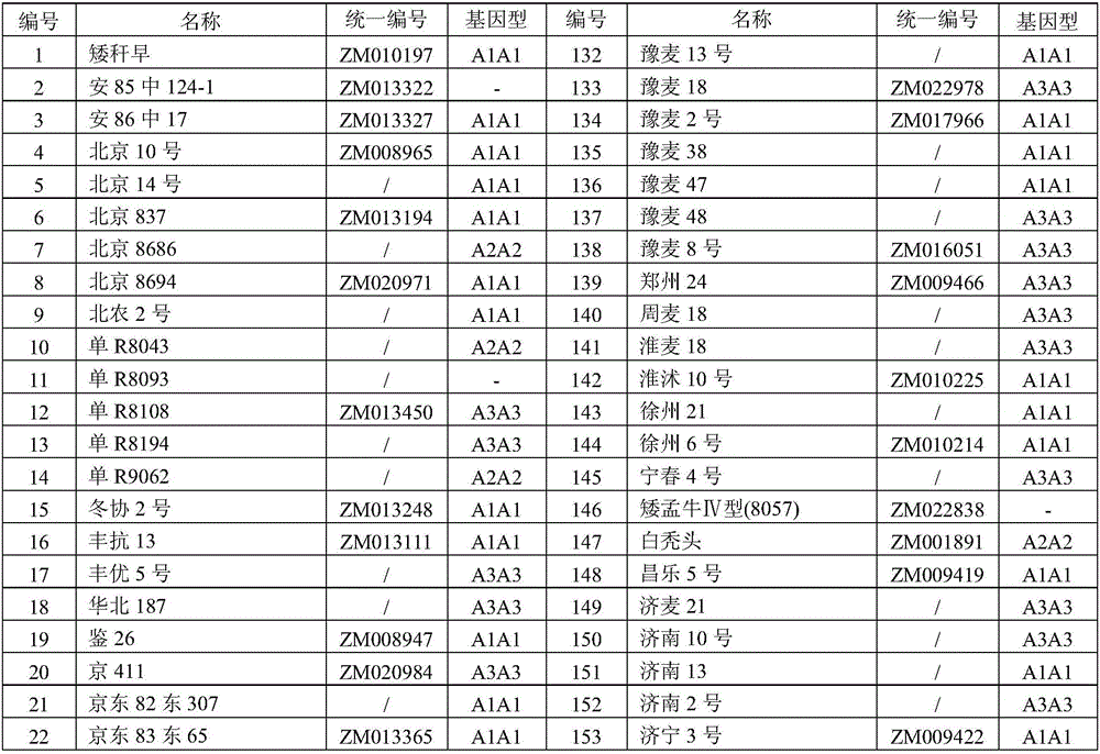 Wheat molecular marker and application thereof in identifying wheat yield related traits