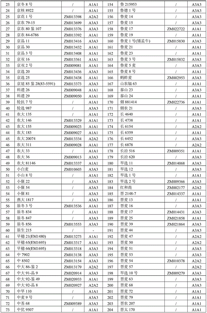 Wheat molecular marker and application thereof in identifying wheat yield related traits