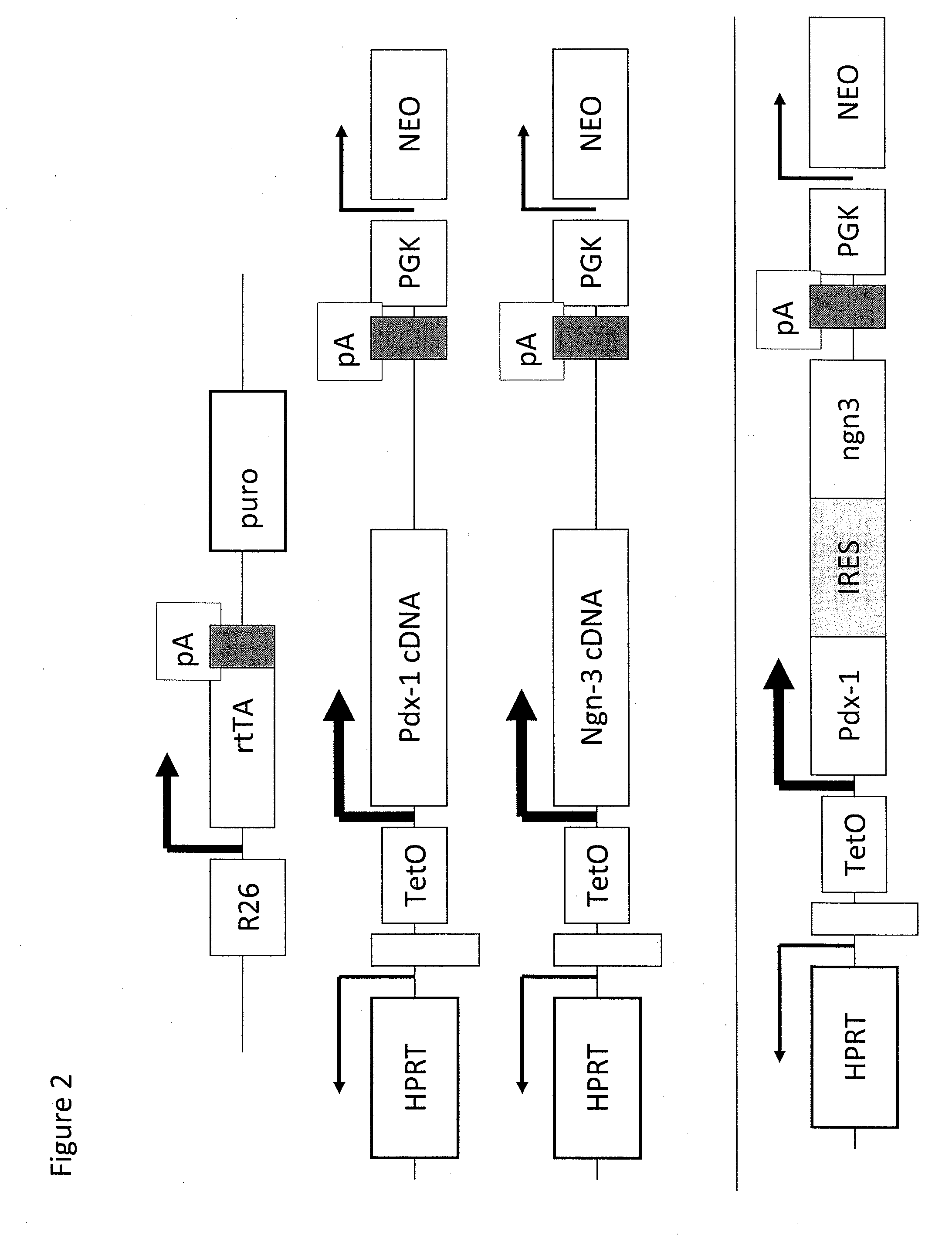 Pancreatic endocrine progenitor cells derived from pluripotent stem cells