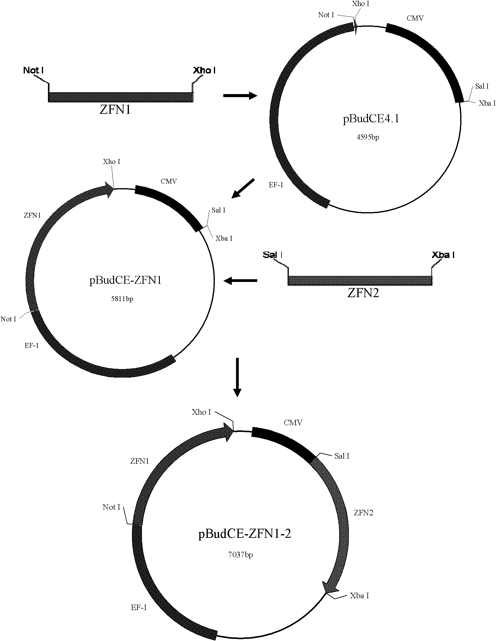 Method for knocking out cattle beta-lactoglobulin gene by using zinc finger nucleases (ZFNs)