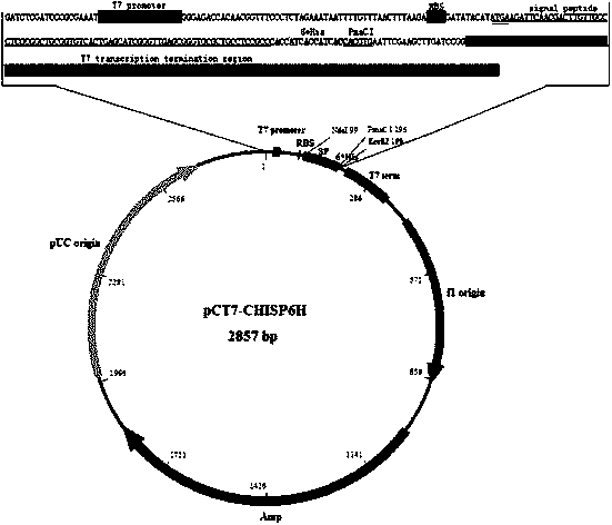 Vector for efficiently secreting and expressing heterogenous protein, and its application