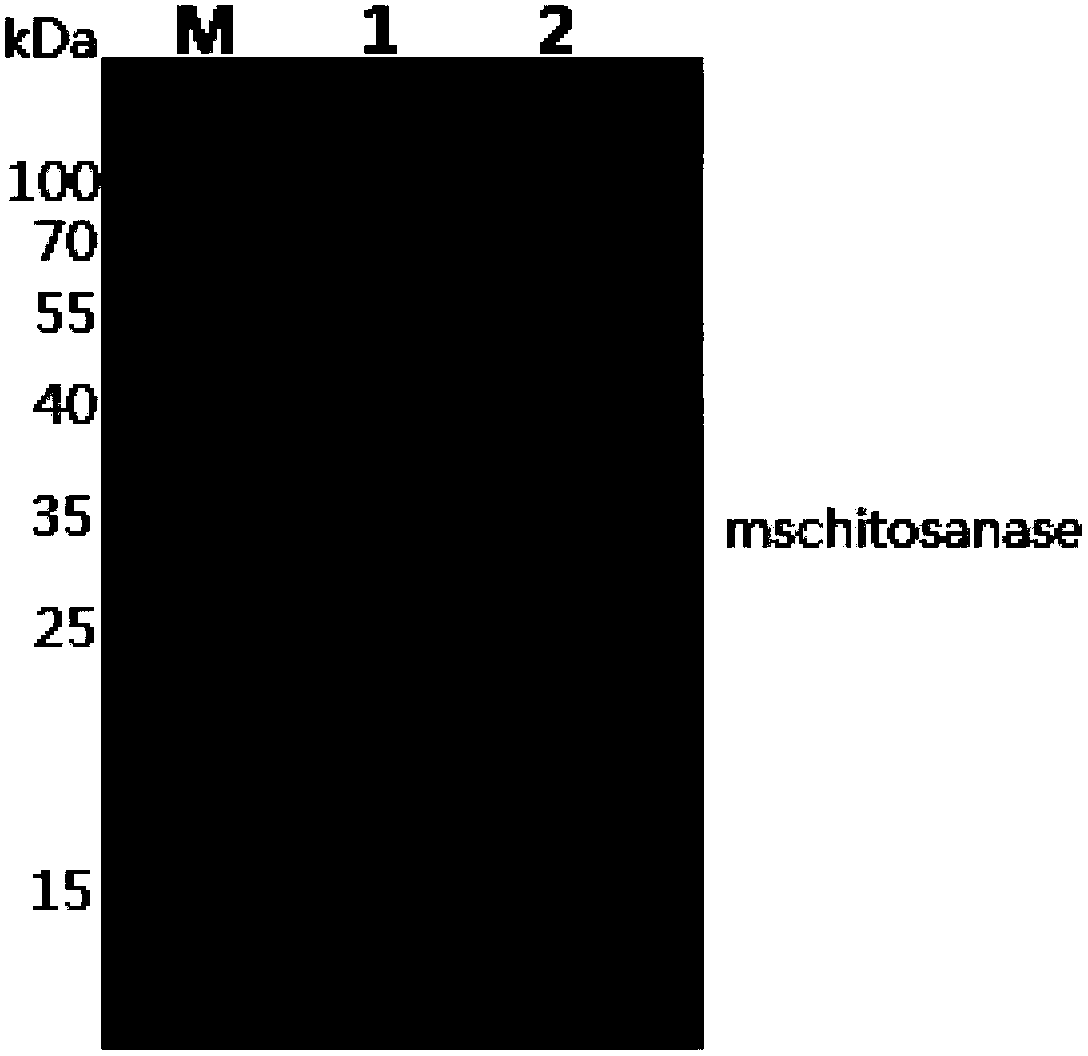 Vector for efficiently secreting and expressing heterogenous protein, and its application